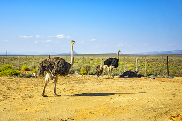 Large African ostrich (Struthio camelus) in the grassland, South Africa.