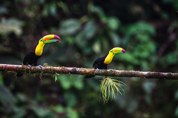 Keel-billed Toucan - Ramphastos sulfuratus, large colorful toucan from Costa Rica forest with very colored beak.