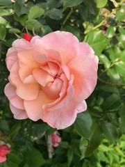 Rosaorange Rosenblüte
