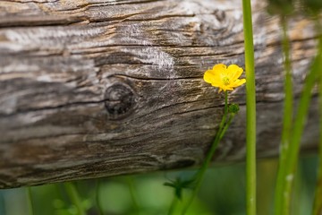 Bergblüte