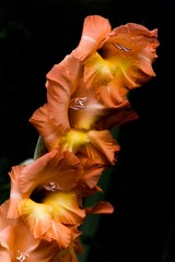 Fototapeta na wymiar Rotgelbe Blüte