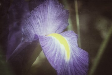 Iris in der Blüte