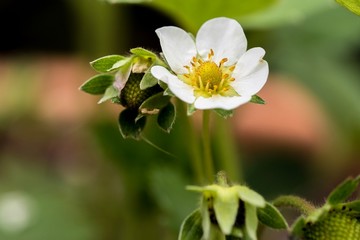 Erdbeerblüte