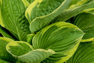 Hosta struktur