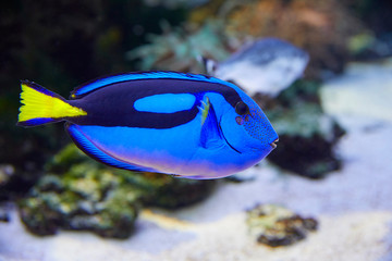 Fototapeta na wymiar Colorful Pallets doctor fish in coral garden.
