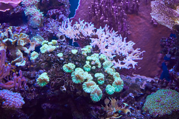 Fototapeta na wymiar Colorful sea anemonesin in coral garden