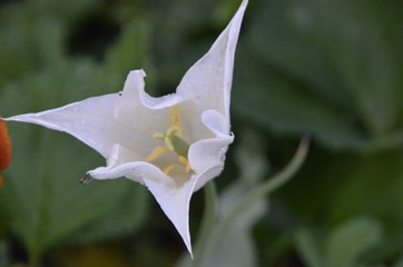 Tulip varieties lilacina Sapporo Sapporo perfect shape is very similar to the Royal Lily, the...