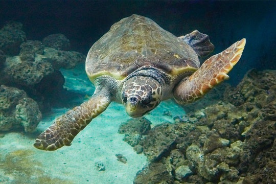 Beautiful sea turtle on the reef.