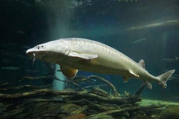 A big Short nose sturgeon
