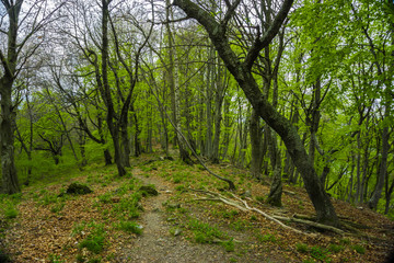 Fototapeta na wymiar grüner buchenwald mit laub am boden