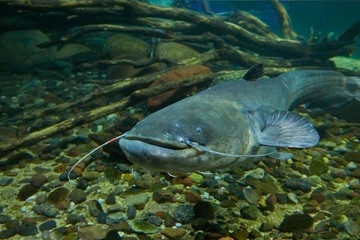 Curious big catfish.