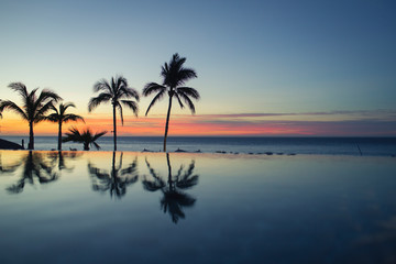 A silhouette of a palm tree reflects on the water of an infinity pool