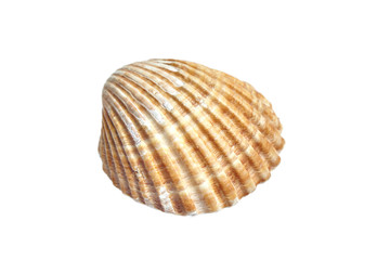 Ribbed scallop shell isolated on white background