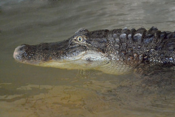 crocodile in water tanks