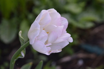 Tulip varieties candy Prince Candy Prince - gentle, pinkish-purple