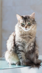 Sweet pet of livestock, siberian purebred cat with long hair. Cute domestic kitten