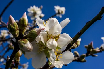 Naklejka na ściany i meble Almond flower Close-up Macro Photo