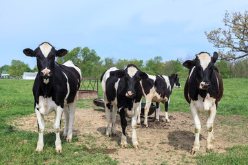 Dairy cows in a farm field looking at the camera