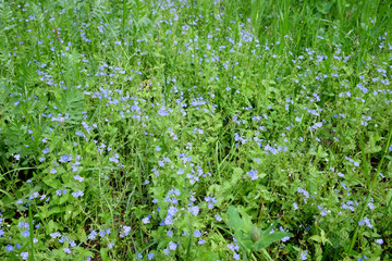 Many light blue forget-me-not flowers blossoms in the meadow on summer day close up view