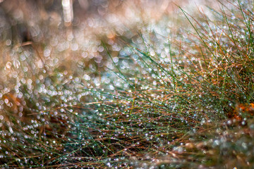 Obraz premium morning grass