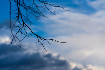 Äste mit Wolken 