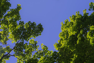 Obraz premium Green foliage against the blue sky. Green trees against the sky and clouds