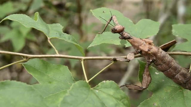 Giant Leaf Insects of South East Asia