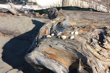 Fototapeta na wymiar smooth and soft and warm shapes on wood. abandoned wooden logs on the sea beach. sunny winter day. sea ​​salt reaches everywhere and reaches all of nature
