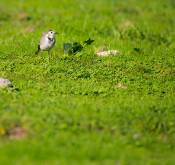 Motacilla alba (Alveola Branca) looking for food in a grass field, Povoa de Lanhoso, Portugal.