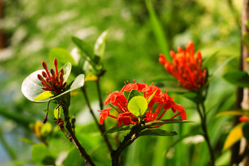Flowers in the garden