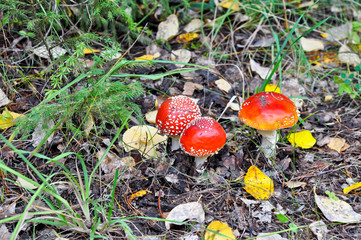 Mushrooms toadstools in the forest. Forest walk. Forest species.