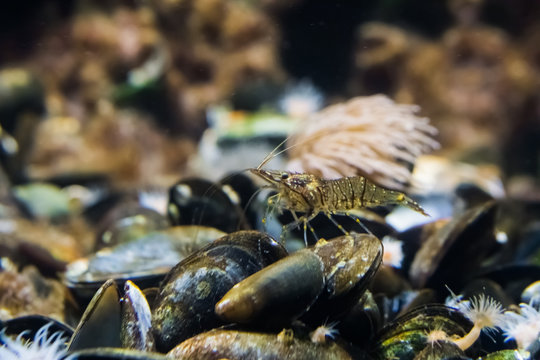 macro closeup of a common prawn standing on some mussels