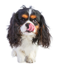 Cavalier King Charles Spaniel lick their chops