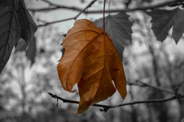 Dried leaf in autumn on black and white background.