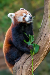 Obraz premium The red panda (Ailurus fulgens)