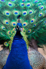 Obraz premium The Indian peafowl (Pavo cristatus)