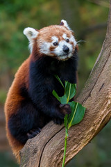 The red panda (Ailurus fulgens)