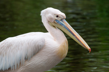 The great white pelican (Pelecanus onocrotalus)