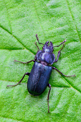 stag beetle - Platycerus caraboides