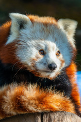 The red panda (Ailurus fulgens)