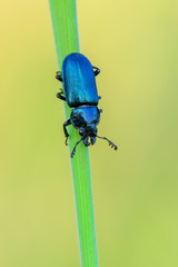 stag beetle - Platycerus caraboides