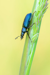 stag beetle - Platycerus caraboides