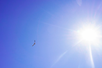 A bird flying in blue sky.