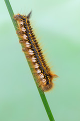 the drinker - Euthrix potatoria