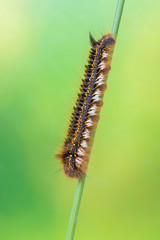 the drinker - Euthrix potatoria