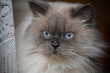Cat's face close up with beautiful eyes