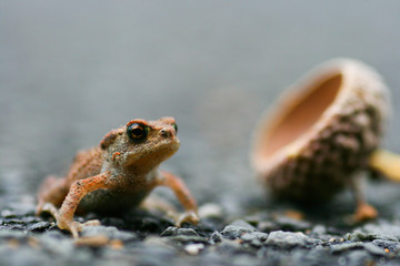 closeup of a tiny frog on pavement