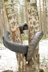 Fototapeta na wymiar A torn tire hanging from a tree.