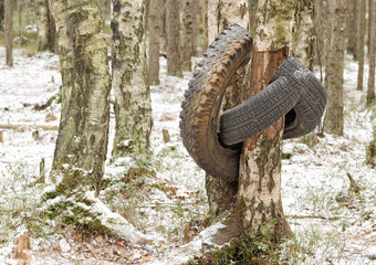 Fototapeta premium A torn tire hanging from a tree.