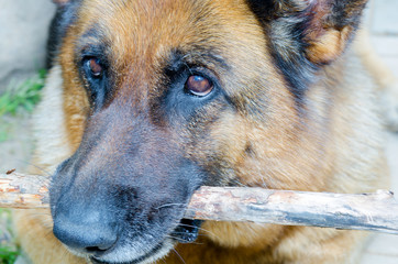 dog muzzle eyes stick